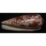 Conus omaria 